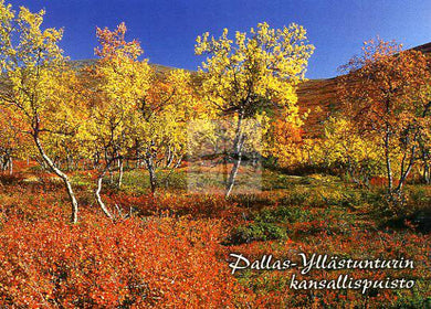 Kortti nro 1837 Pallas-Yllästunturin kansallispuisto ruska