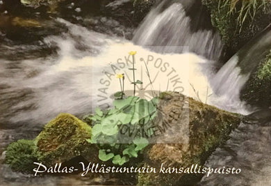 Kortti nro 1969 Pallas-Yllästunturin kansallispuisto rentukka purossa